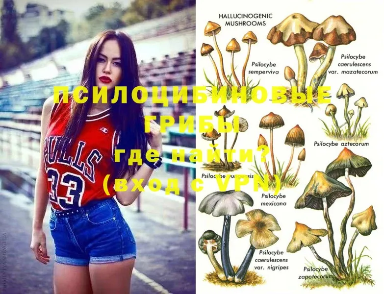 Псилоцибиновые грибы Psilocybe  KRAKEN   Алексеевка 